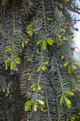 PICEA omorika 'Pendula'