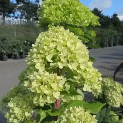 HYDRANGEA paniculata 'Little Lime' - image 1