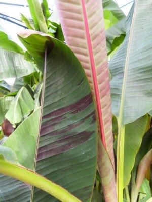 MUSA sikkimensis 'Red Tiger' - image 1