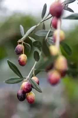 OLEA europaea