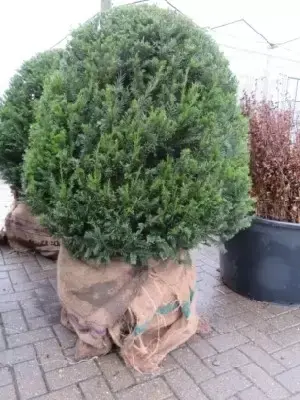 TAXUS baccata