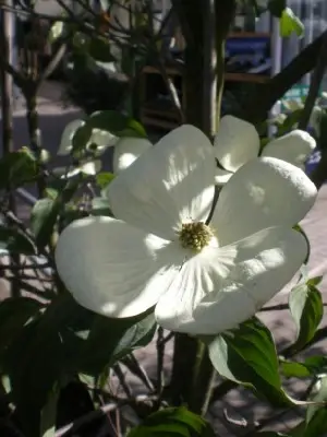 CORNUS x elwinortonii 'Venus' - image 1