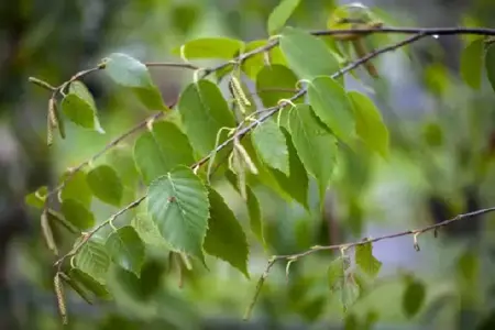 BETULA nigra - image 1