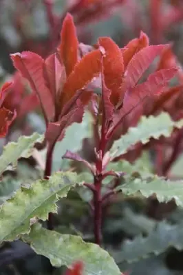 PHOTINIA serratifolia 'Crunchy'