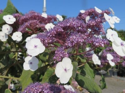 HYDRANGEA aspera 'Anthony Bullivant'