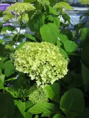 HYDRANGEA arborescens 'Strong Annabelle' - image 1