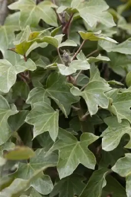 FATSHEDERA lizei 'Variegata'