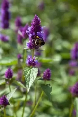 AGASTACHE rugosa 'Beelicious Purple' - image 3