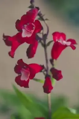 PENSTEMON 'Arabesque Red' - image 1