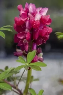 LUPINUS West Country 'Red Rum'