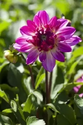 DAHLIA 'Sincerity Bicolour Rose' - image 1