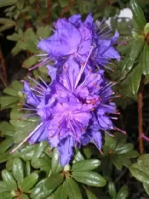 RHODODENDRON 'Azurika'