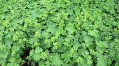 ALCHEMILLA mollis - image 2