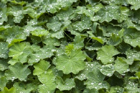 ALCHEMILLA mollis - image 1