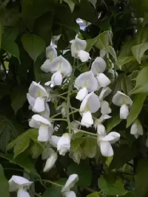 WISTERIA brachybotrys 'Shiro-kapitan'