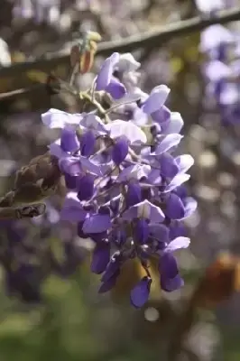 WISTERIA brachybotrys 'Okayama'