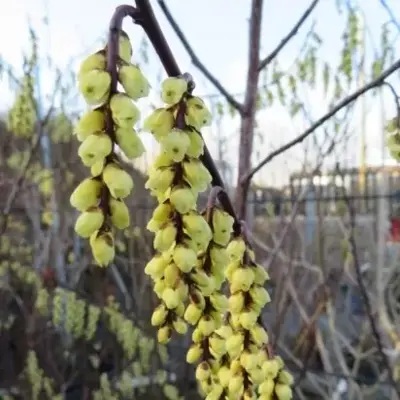 STACHYURUS chinensis 'Joy Forever' - image 3