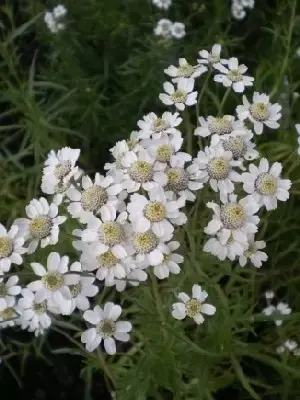 ACHILLEA ptarmica 'The Pearl' - image 1