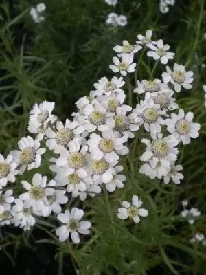 ACHILLEA ptarmica 'The Pearl' - image 2