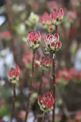 AZALEA 'Koster's Brilliant Red' - image 1