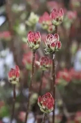 AZALEA 'Koster's Brilliant Red' - image 2