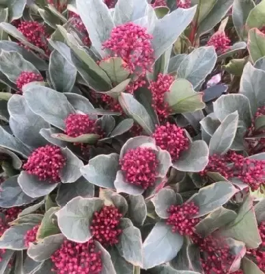 SKIMMIA japonica 'Perosa'