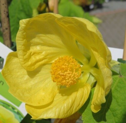 ABUTILON 'Canary Bird'