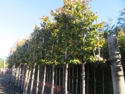 PARROTIA persica 'Bella'