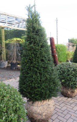 TAXUS baccata