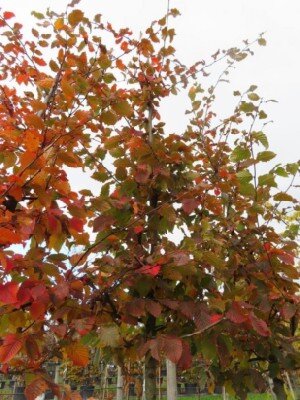 CARPINUS betulus 'Rockhampton Red' - image 1