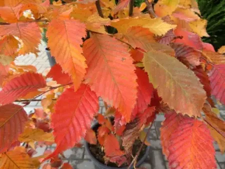 CARPINUS betulus 'Rockhampton Red'