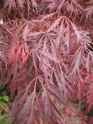 ACER palmatum dissectum 'Crimson Princess'