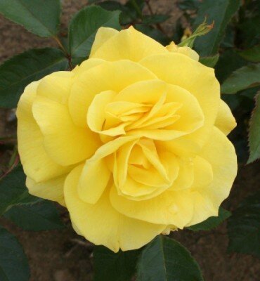 ROSA 'Korresia'