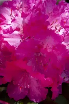 RHODODENDRON 'Germania' - image 3