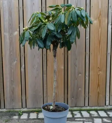 RHODODENDRON 'Fantastica' - image 1