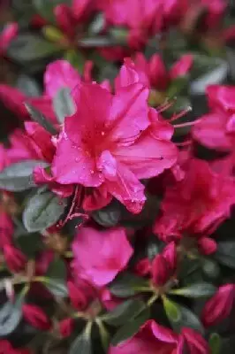 AZALEA 'Arabesk'