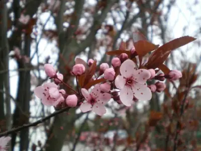 PRUNUS cerasifera 'Nigra'