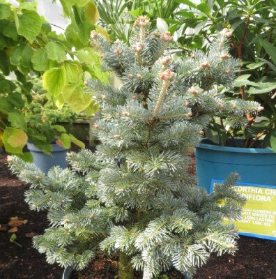 ABIES lasiocarpa 'Compacta'