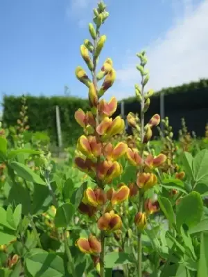 BAPTISIA 'Cherries Jubilee' - image 1