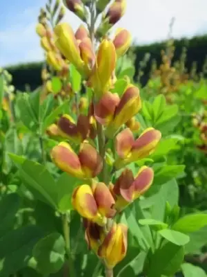 BAPTISIA 'Cherries Jubilee' - image 2