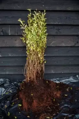 LIGUSTRUM ovalifolium