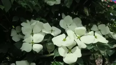 CORNUS x elwinortonii 'Venus'