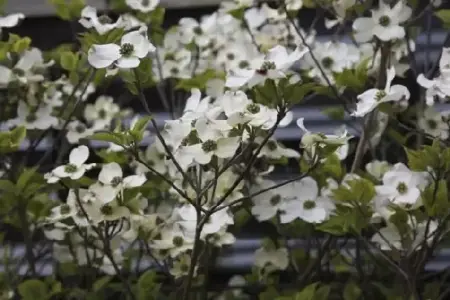 CORNUS florida 'Rainbow'