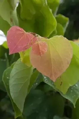 CERCIS canadensis 'The Rising Sun'