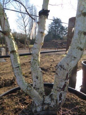 BETULA pendula