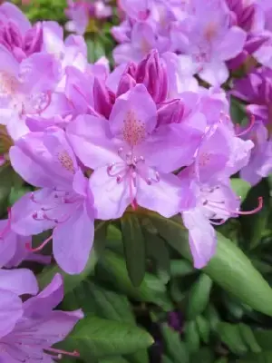 RHODODENDRON 'Roseum Elegans' - image 1