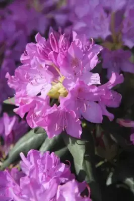 RHODODENDRON 'Roseum Elegans' - image 2