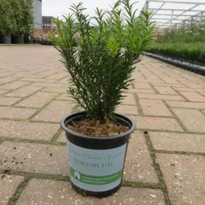 TAXUS baccata 'Renke's Little Green'