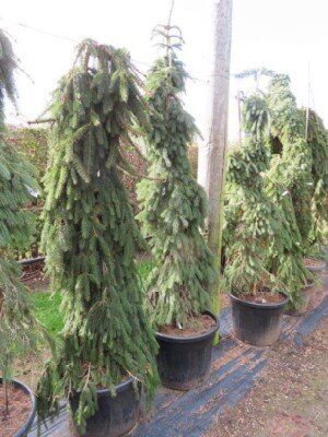 PICEA abies 'Inversa' - image 2