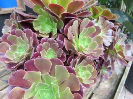 AEONIUM arboreum 'Atropurpureum' - image 1